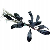 Bucephalandra sp. 'Blue Green' [sadzonka]