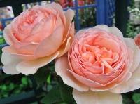 РОЗА КРУПНОЦВЕТКОВАЯ ЛОСОСЕВАЯ PA 796