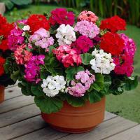 PELARGONIA RABATOWA MIX KOLOR nasiona Ideał balkon i ogród
