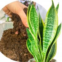 Земля субстрат для Sansevieria Sanseweria сабли