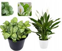 ФИТОНИЯ и крылышко растение растение живое для леса в стеклянной банке 2 шт.