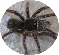 Theraphosa blondi (SpidersForge