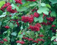 P11 Калина коралловая VIBURNUM OPULUS живая изгородь красивый кустарник 20-40 см.
