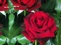 RÓŻA ' rosa' wielkokwiatowa Red Berlin - NR 1396a