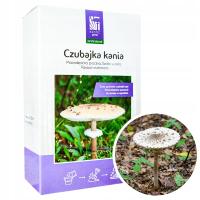 Кайт ЧУБАЙК живой мицелий готовый культурный субстрат собственное выращивание Кани