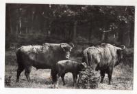 Białowieża Hajnówka - Puszcza Białowieska - Żubr (2) - RUCH - FOTO ok1970