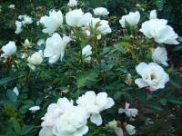 Роза почвопокровная WHITE FAIRY