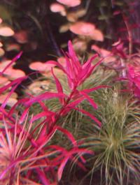 Rotala narrow leaf hodowla podwodna