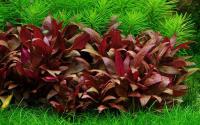 AquaHolic Rośliny Alternanthera Reineckii MINI - Czerwona Niska Roślina XXL