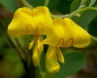 MOSZENKI POŁUDNIOWE Colutea arborescens - NASIONA 600 sztuk - 10g.