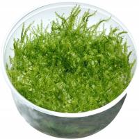 STRINGY MOSS (Leptodictyum riparum) roślina w kubeczku 10cm