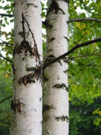 Brzoza brodawkowa na zalesienie sadzonki 80-100cm 50 sztuk