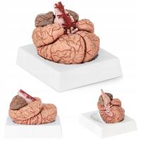 Анатомическая модель человеческого мозга 9 элементов в масштабе 1:1