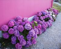 ПОВТОРЯЮЩЕЕСЯ ЦВЕТЕНИЕ СТОЙКАЯ ГОРТЕНЗИЯ БОДЕНЗЕЕ