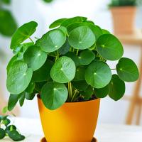 Pilea Peperomioides - цветок пенообразователь-круглые листья пенообразователь легко выращивать