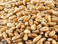 PSZENICA ZIARNO 25kg KARMA DLA GOŁĘBI, KUR , GĘSI, PAWI, INDYKÓW, RYB. 25kg