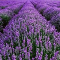 Лаванда лекарственная узколистная травяные семена морозостойкие душистые