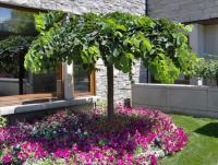 Вяз CAMPERDOWNII привитый 190 см ORGINAL