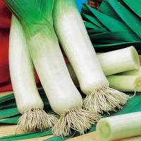 Por Blauwgroene Winter późny odporny dobrze zimuje nasiona pora