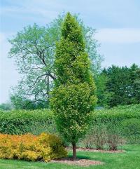СТОЛБЧАТЫЙ ЗАХВАТ FASTIGIATA В ГОРШКЕ