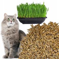 Nasiona 25g trawy dla KOTA do własnej produkcji