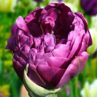 Tulipan lodowy Negrita Double 5 szt. 10/11 tulipany cebulki cebule