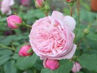 Róża Divina (specjalne opakowanie)