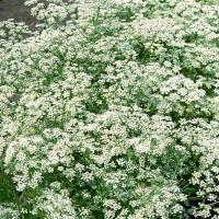 Biedrzeniec Anyż Bardzo smaczna popularna odmiana nasiona ziół zioła