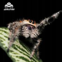 Женский Королевский Скакун Phidippus regius SOROA L6 / L7 heatpack GRATIS Spider