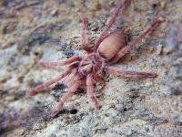 Neoholothele incei gold L1 (SpidersForge)