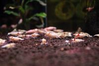 Krewetki Prl Pure Red Line SSS 10szt + gratis