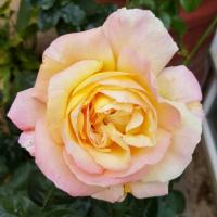 Róża wielkokwiatowa GLORIA DEI- na pniu POWTARZAJĄCA KWITNIENIE