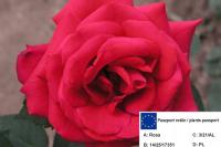 Róża wlkp. CZERWONA ROZETA