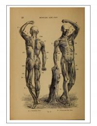 A4 Plakat retro rysunek anatomia medycyna mięśnie tłuszcz lekarz szpital