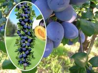 3 Śliwa kolumnowa EMPRESS