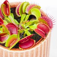 Dionaea Muscipula мухоловка насекомоядное растение естественная ловушка для насекомых