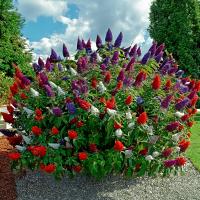 BUDDLEJA ТРЕХЦВЕТНЫЙ ТРЕХЦВЕТНЫЙ НАБОР ИЗ 3 САЖЕНЦЕВ BUDDLEJA DAVID ТРИ ЦВЕТА