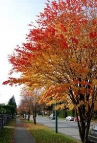 P9 GRUJECZNIK JAPOŃSKI CERCIDIPHYLLUM JAPONICUM CIASTECZKOWE DRZEWO PIERNIK