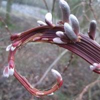 WIERZBA SACHALIŃSKA SEKKA - BARDZO CIEKAWA I CENNA ODMIANA