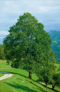 WIĄZ GÓRSKI NAJBARDZIEJ OKAZAŁY Z WIĄZÓW