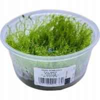 Mech Plagiomnium cf. affine 'Pearl Moss' [porcja in vitro 250 ml]