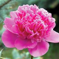 Paeonia китайский Пион Урсинов 1 шт. рассада саженцы