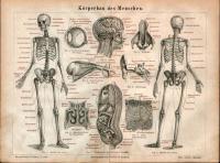 R1581 Körperbau des Menschen. Oryginalny drzewryt z ca. 1890.