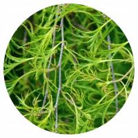 Betula Pendula Trost's Dwarf