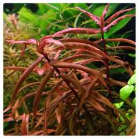 Ammania senegalensis, koszyk XXL – czerwono-zielona ozdoba tyłu zbiornika