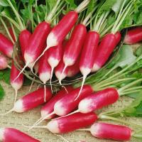 Rzodkiewka 18-dniowa De dix-huit jours - łagodny smak - nasiona otoczkowane