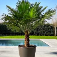 Trachycarpus Fortunei-пальма морозостойкая-Trachycarpus Fortunego
