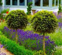 ЛАВРОВИСНЯ НА СТВОЛЕ МОРОЗОСТОЙКАЯ 130-160 СМ