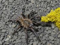 PAJĄK PTASZNIK CYRIOPAGOPUS ALBOSTRIATUS RATCHABURI L1/2 SPIDERS LABORATORY