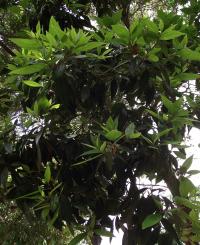 КОРИЦА ЯПОНСКАЯ-CINNAMOMUM JAPONICUM